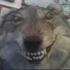 wolf_kebab