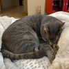 catlord333