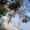 torresquerevalu