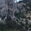 mimouna.chikar