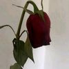 _cris._13