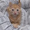 itscookiecat