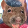 polloinsanidad
