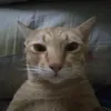 baodeptrainhatthe8