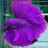bettas737
