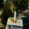 temik..wqx