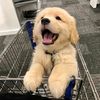 pet.happy.time