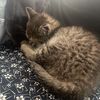 ellababycat1