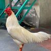 pom..phen.168