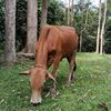 robiahlong4