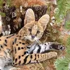 .the.serval