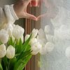farangiz4562