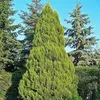 alsroo.tree