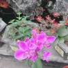 hai.luong97
