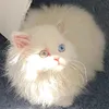 phainonsieucute