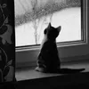 duyydoann432011