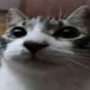 jakgatto7