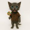 Rio_cat