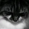 droftoxx