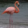 flamingorose45