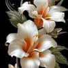 mohamedriydh0