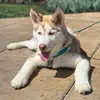 huskybluey