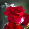 maribel.pacheco212
