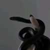 black.snake411