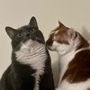 meowsthekitty