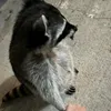keith_sayonaaa