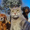 chienhuydz