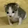tho_nguywn