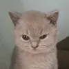 cartingcat