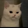 gelyangz