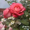 myint.myint.khain41