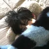小蓝莓