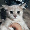 arga.bayu.alkafi1