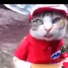 d_kdbmc