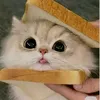 cat31745