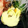 lozer_999