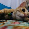 somaykentang88