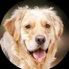 don't forget us animal rescue