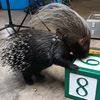 prickle.mom