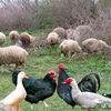 aran.organic