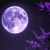 mahnoor.malik9167