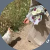 mahawy_2k