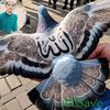 sume..sume5