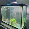 jaonay_lovefish