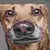 griztcacachki1