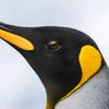 pengus73